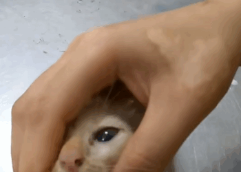 C1309006 Rescue baby cat animals rescueanimals _part2