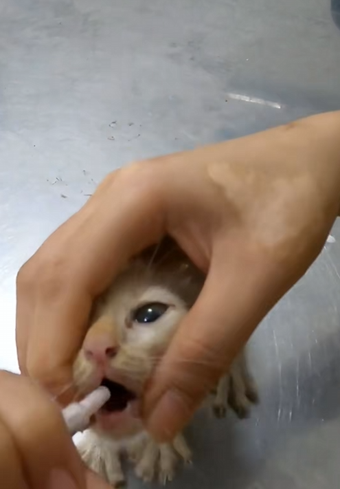 C1309006 Rescue baby cat animals rescueanimals _part2