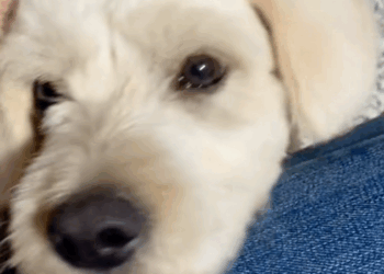 C1309007 rescue dog animal love_part2