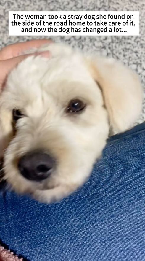 C1309007 rescue dog animal love_part2