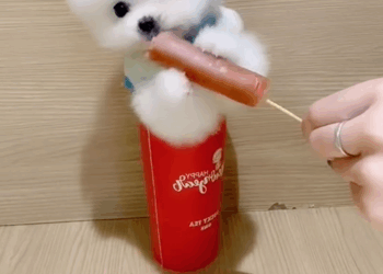 C1309008 rescue dog animal fyp love_part2