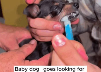 C1309009 Rescue puppy animals rescue_part2