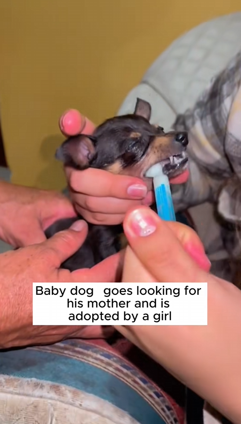 C1309009 Rescue puppy animals rescue_part2