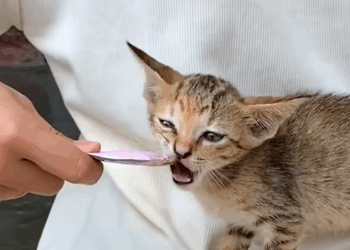 C1309010 Thank God she found this kitten _part2