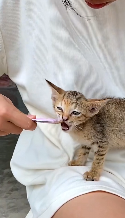 C1309010 Thank God she found this kitten _part2