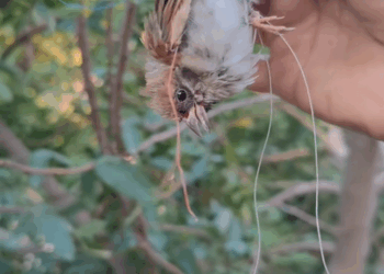 C1309011 The poor bird was stuck in a tree I rescued it _part2