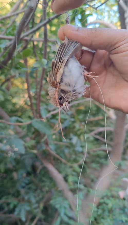 C1309011 The poor bird was stuck in a tree I rescued it _part2