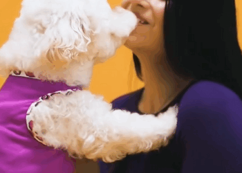 C1309012 This dog was fourtunately discovered by man who used crane to rescue_part2