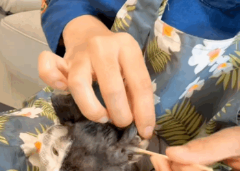 C1309013 this girl rescue poor kitten and she is decided to adopt it animal_part2