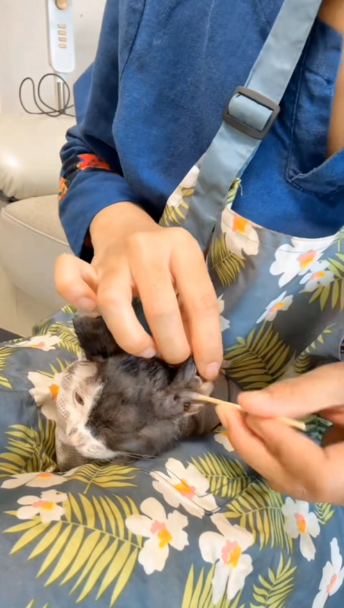 C1309013 this girl rescue poor kitten and she is decided to adopt it animal_part2