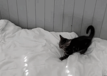 C0509013 To day is exactly 1 year since I adopted it_part2