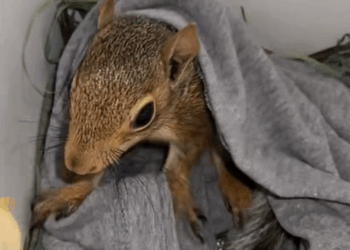 C1309015 This woman saved a squirrel after a painful fall_part2