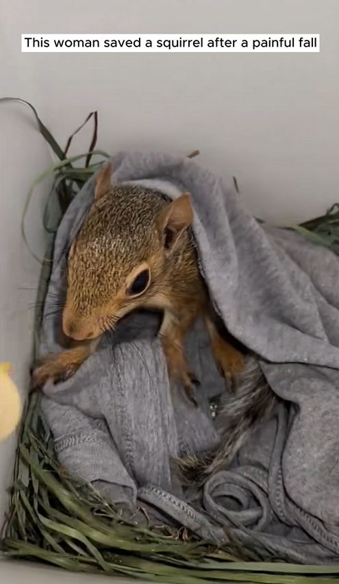 C1309015 This woman saved a squirrel after a painful fall_part2