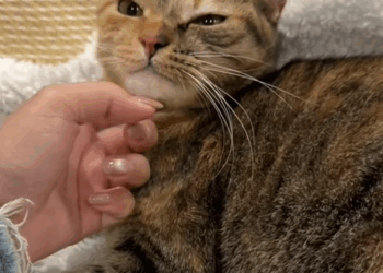 C1509001 Abandoned animal fights death in shocking struggle_part2