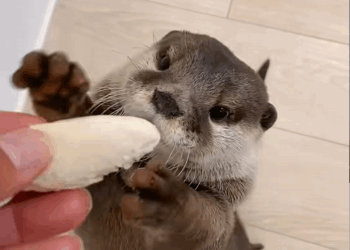 C1509002 This animal’s desperate battle for life will terrify you_part2