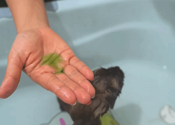 C1509003 The brutal truth of an animal gasping for survival_part2