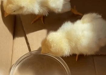C1509004 I adopted a chick and then_part2