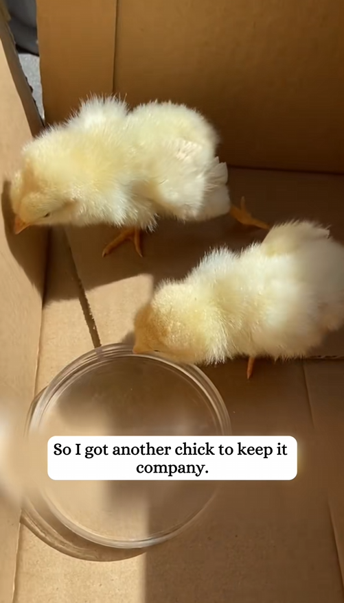 C1509004 I adopted a chick and then_part2