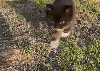 C1509005 I got picked by a mama cat and I ended up raising her baby_part2