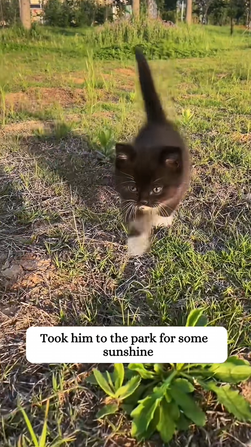 C1509005 I got picked by a mama cat and I ended up raising her baby_part2