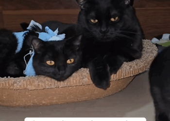 C1509006 I took in a bunch of little black kittens and raises them black cats_part2