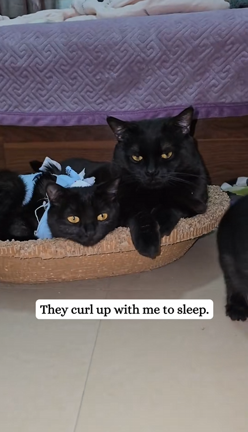 C1509006 I took in a bunch of little black kittens and raises them black cats_part2