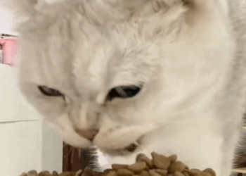 C1509007 Met this cute kitten while was doing graffiti_part2