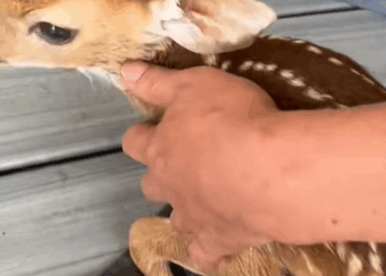 C0509014 We told the dog to jump into the river to save a fawn and then this happend_part2