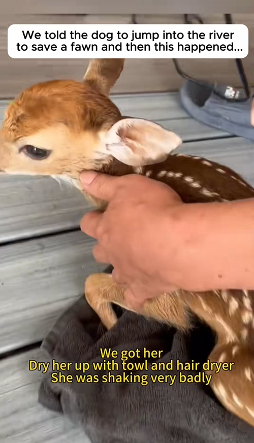 C0509014 We told the dog to jump into the river to save a fawn and then this happend_part2