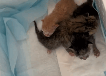 C1509008 Poor kitten. rescue kitten animals pet adoptdontshop kitty_part2