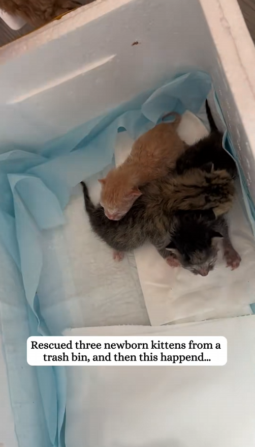 C1509008 Poor kitten. rescue kitten animals pet adoptdontshop kitty_part2