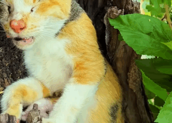 C1509009 Nobody believed this animal could survive the agony_part2