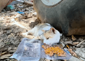 C1509010 Animal dumped to die shows a terrifying will to live_part2