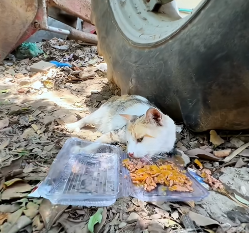 C1509010 Animal dumped to die shows a terrifying will to live_part2