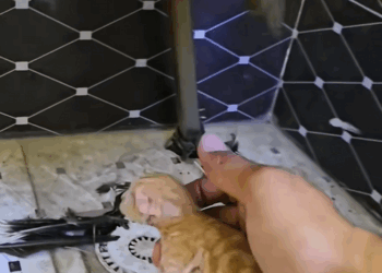 C1509011 Abandoned animal refuses to surrender to death_part2