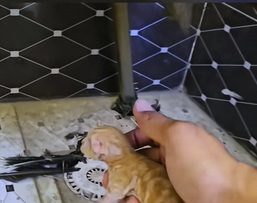 C1509011 Abandoned animal refuses to surrender to death_part2