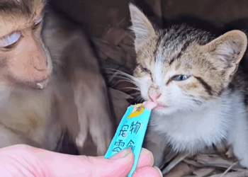 C1509012 On the edge of death, this animal fights like hell_part2