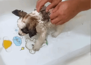 C1509013 Witness the horrific struggle of a dying animal_part2