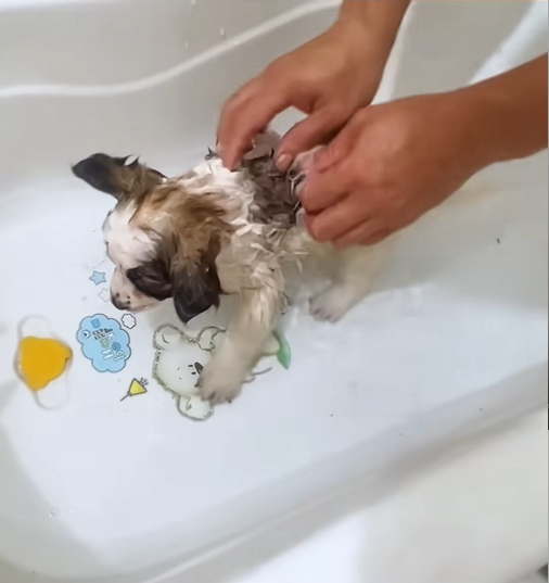 C1509013 Witness the horrific struggle of a dying animal_part2