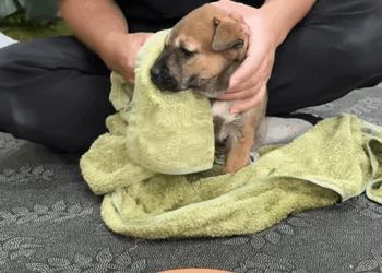 C1509014 An animal’s savage fight against death will haunt you_part2