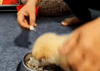 C1509015 This animal was left broken but refuses to die_part2