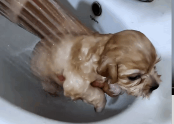 C1509016 The shocking survival battle of a forgotten animal_part2