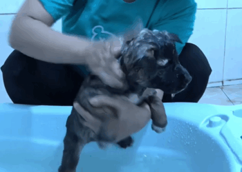 C1509017 No one can watch this animal’s brutal fight for life_part2