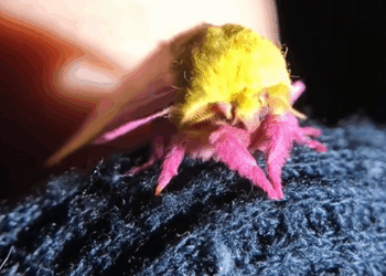 C0509015 The most heartbreaking rescue ever caught on camera_part2