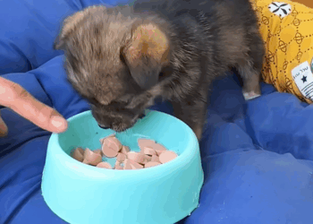 C1509018 This dying animal’s willpower will shock the world_part2