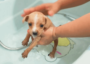 C1509019 Alone and abandoned, this animal fights the reaper_part2