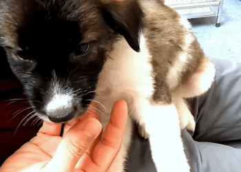 C1509020 An animal’s shocking struggle against certain death_part2