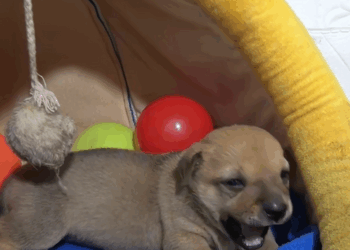 C1509021 Death was seconds away but this animal refused_part2