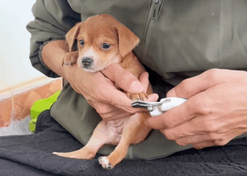 C1509022 Abandoned animal’s last stand against death’s grip_part2