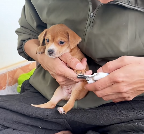 C1509022 Abandoned animal’s last stand against death’s grip_part2